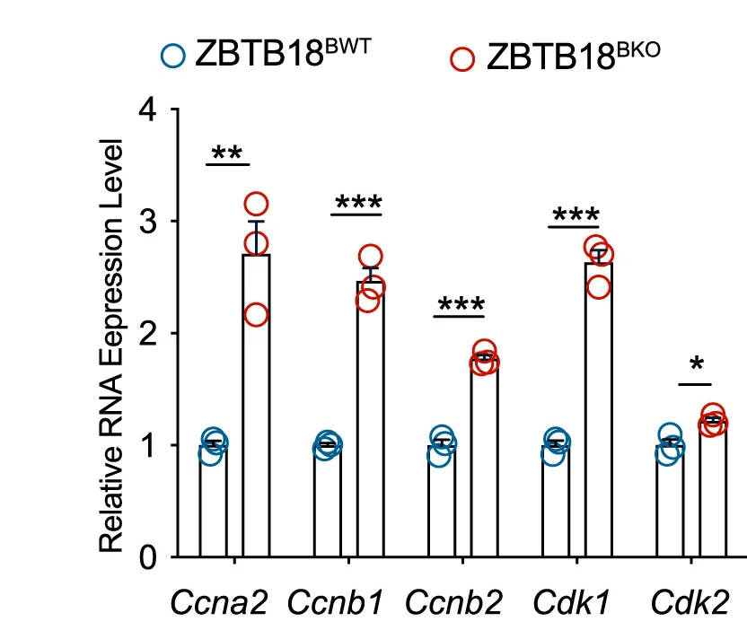 Open access visualization of Bar Plot, Error Bars, Scatter Plot, mRNA Expression, Ccna2