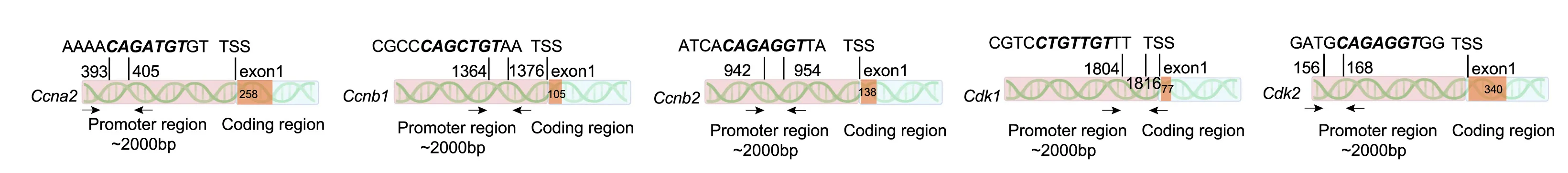 Open access visualization of Illustration, ChIP-qPCR, ZBTB18, Cell-Cycle-Promoting Genes, Promoters