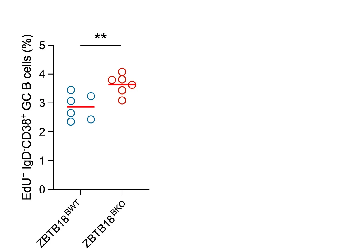 Open access visualization of Scatter Plot, ZBTB18BWT Mice, ZBTB18BKO Mice, EdU, NP-KLH Immunization
