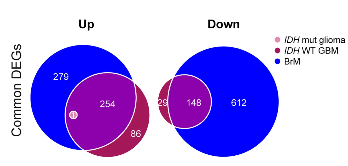 Open access visualization of Venn Diagram, Venn Diagrams, Upregulated DEGs, Downregulated DEGs, Pathways