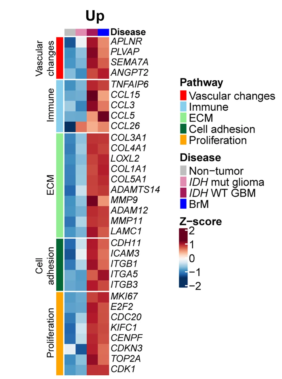 Open access visualization of Heatmap, Clustered, Upregulated DEGs, Downregulated DEGs, IDHWT GBM