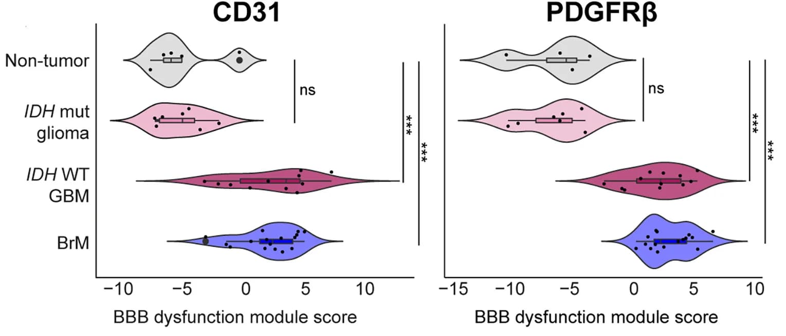 Open access visualization of Violin Plot, Box Plot, Scatter Plot, BBB Dysfunction Score, Endothelial Cells