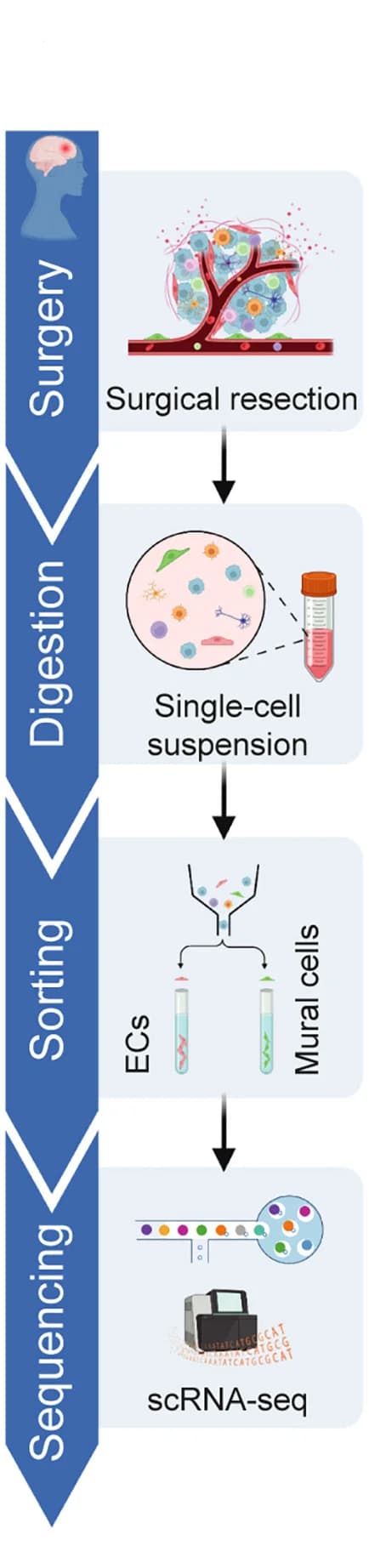 Open access visualization of Workflow, Flowchart, Illustration, Experimental Design, Clinical Sample