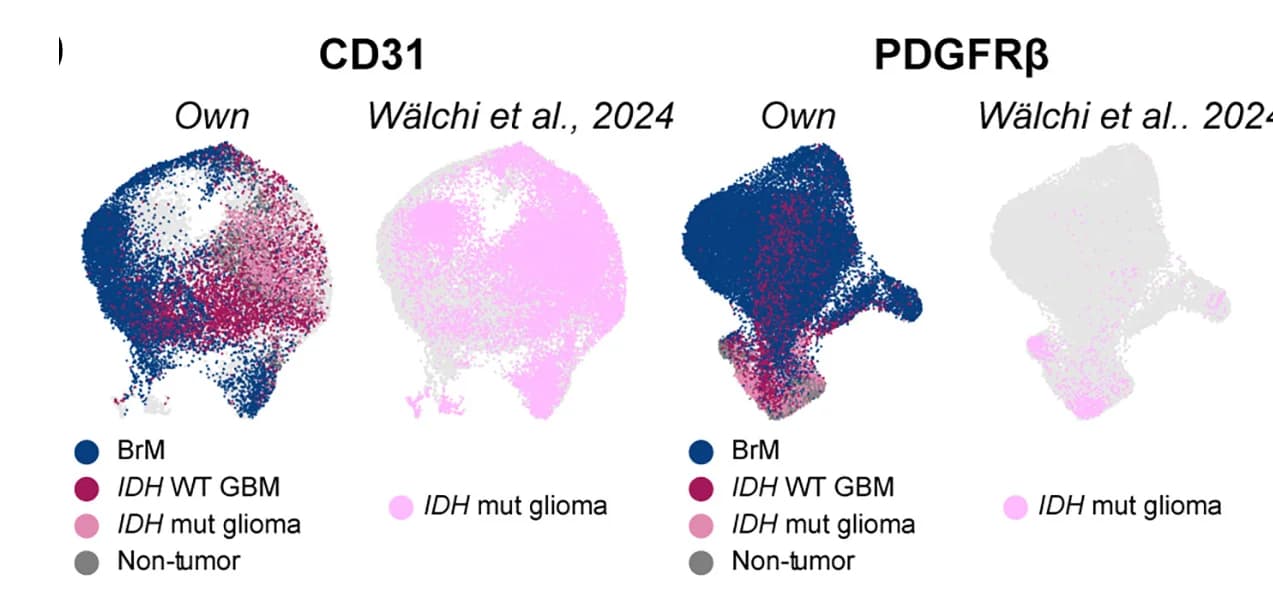Open access visualization of Scatter Plot, UMAP, UMAP Plots, Vascular Cells, Dataset