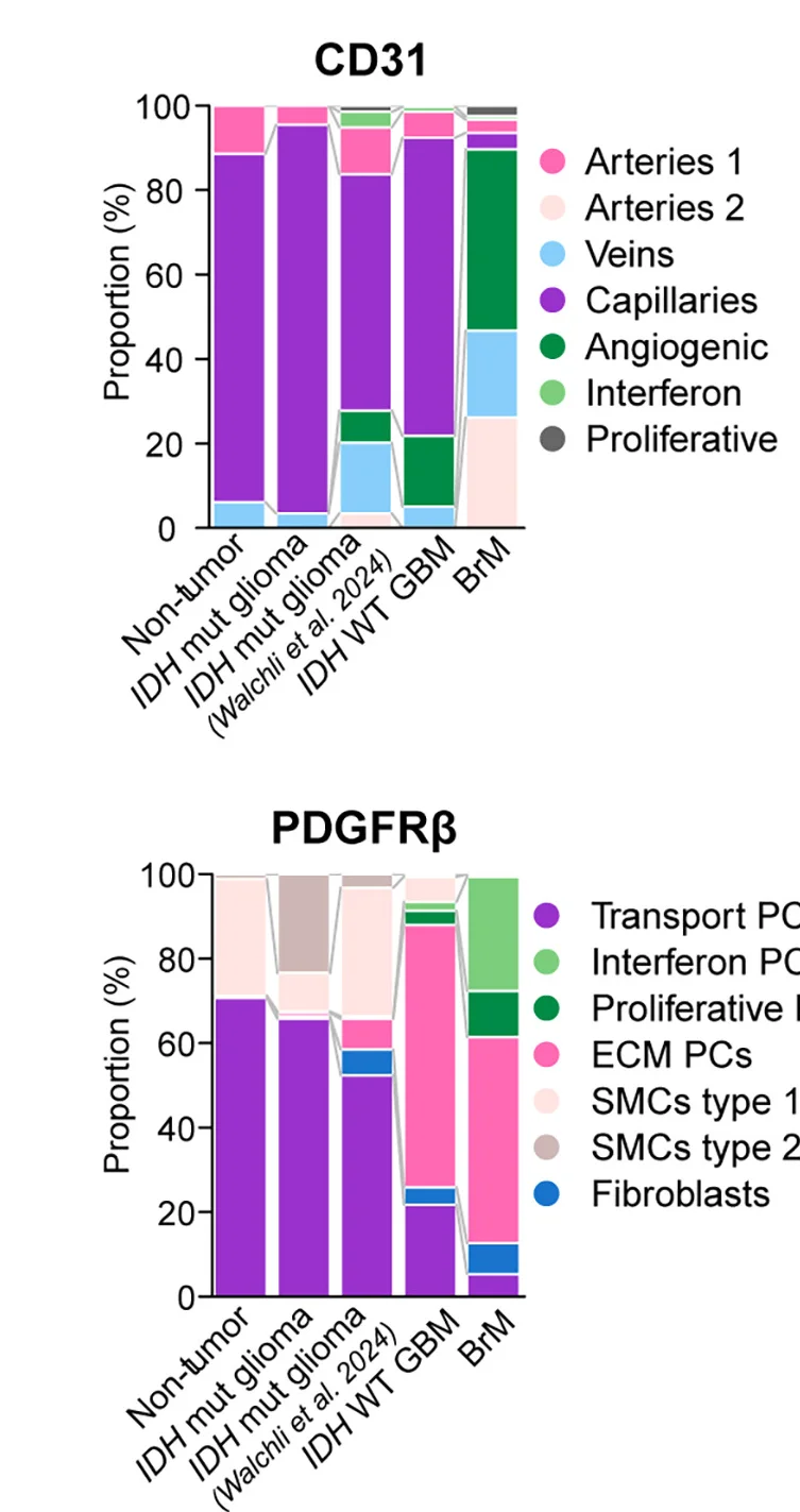 Open access visualization of Stacked Bar Plot, Stacked Bar Graphs, Cluster Proportions, Endothelial Cells, Mural Cells