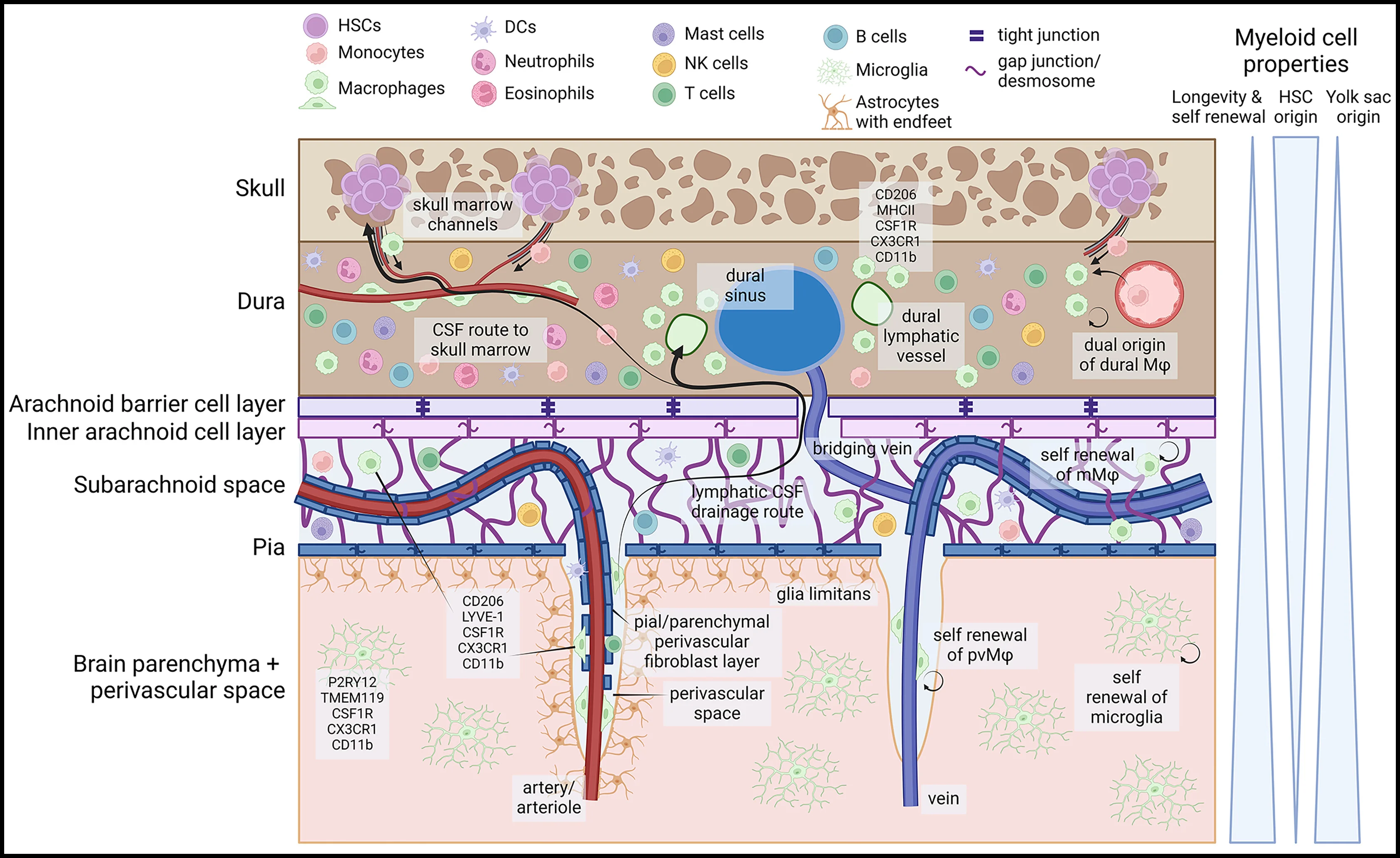 Open access visualization of Workflow, Illustration, CNS, Innate Immune Cells, Skull Marrow