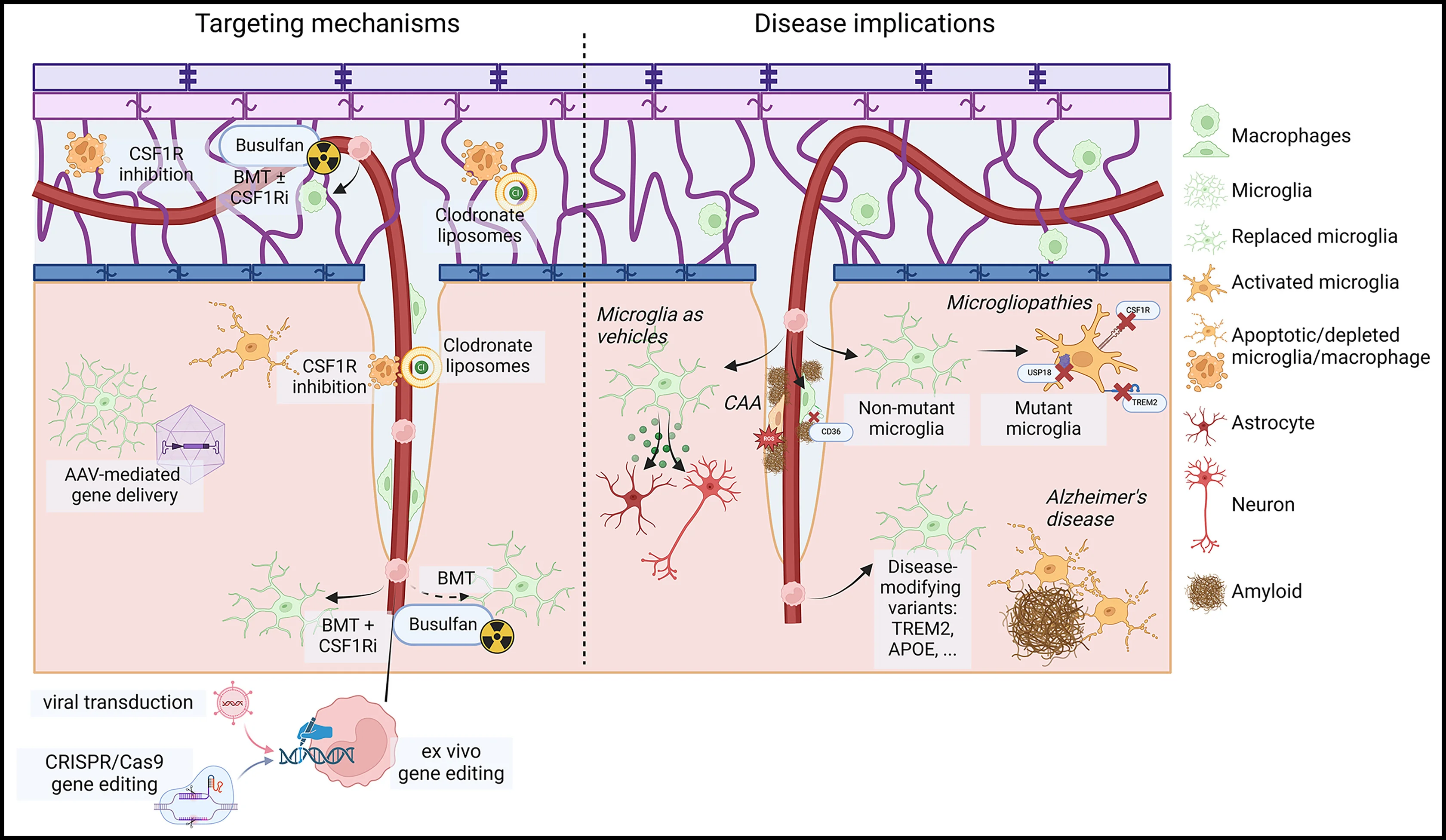 Open access visualization of Workflow, Illustration, Microglia, CNS-Associated Macrophages, CAMs