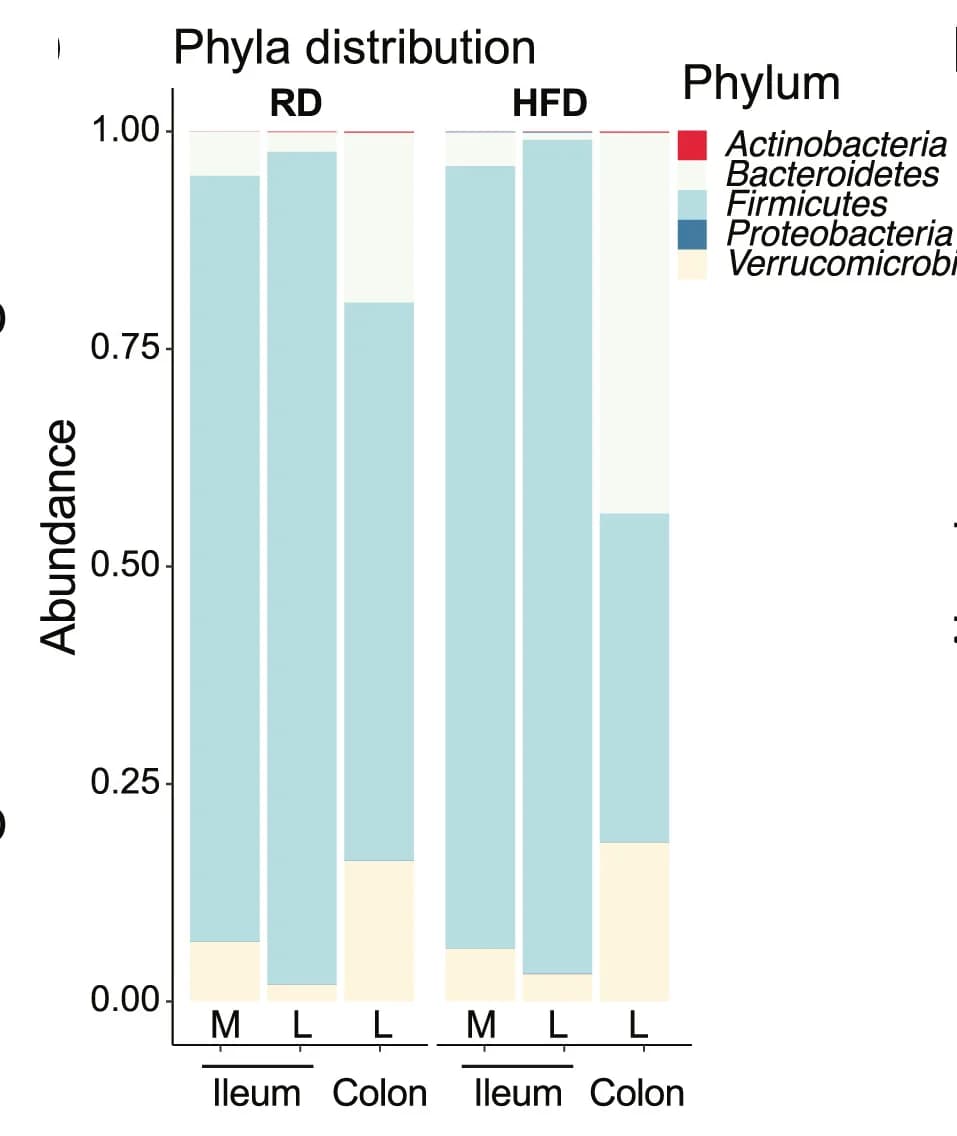 Open access visualization of Stacked Bar Plot, Relative Abundance, Bacteria, Phylum, Diet