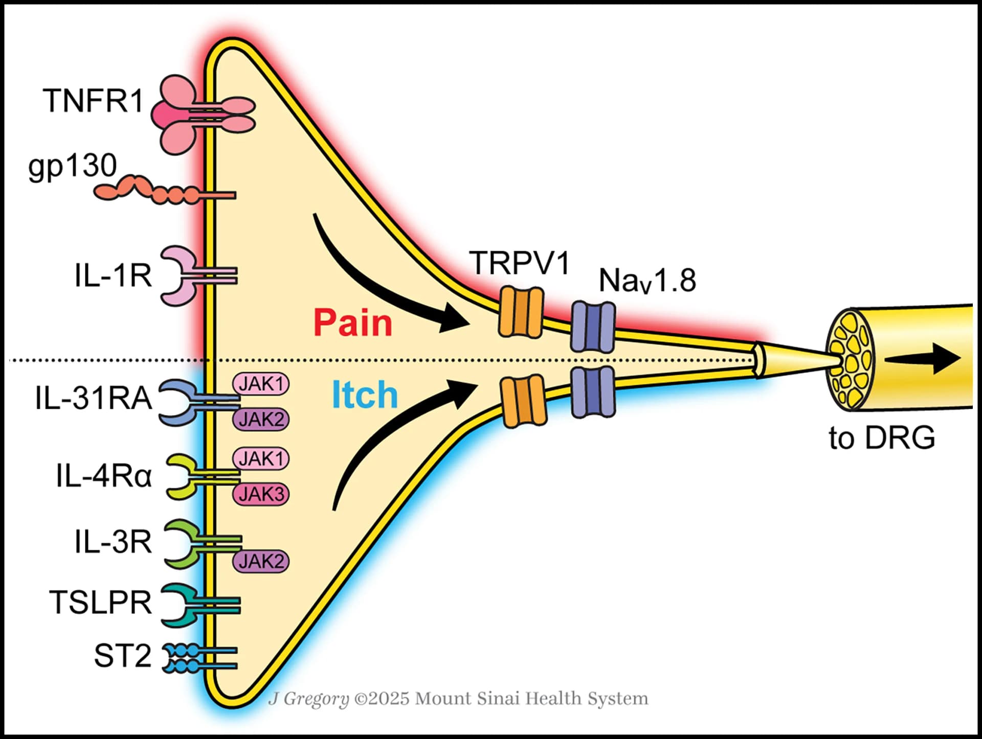 Open access visualization of Workflow, Illustration, Cytokines, Sensory Neurons, Nociception