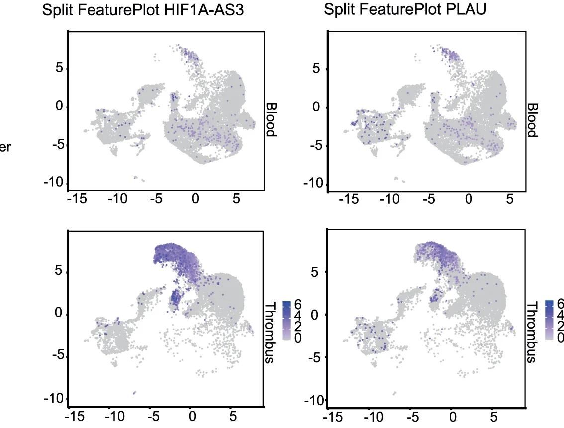 Open access visualization of Scatter Plot, UMAP, FeaturePlots, HIF1A-AS3, PLAU