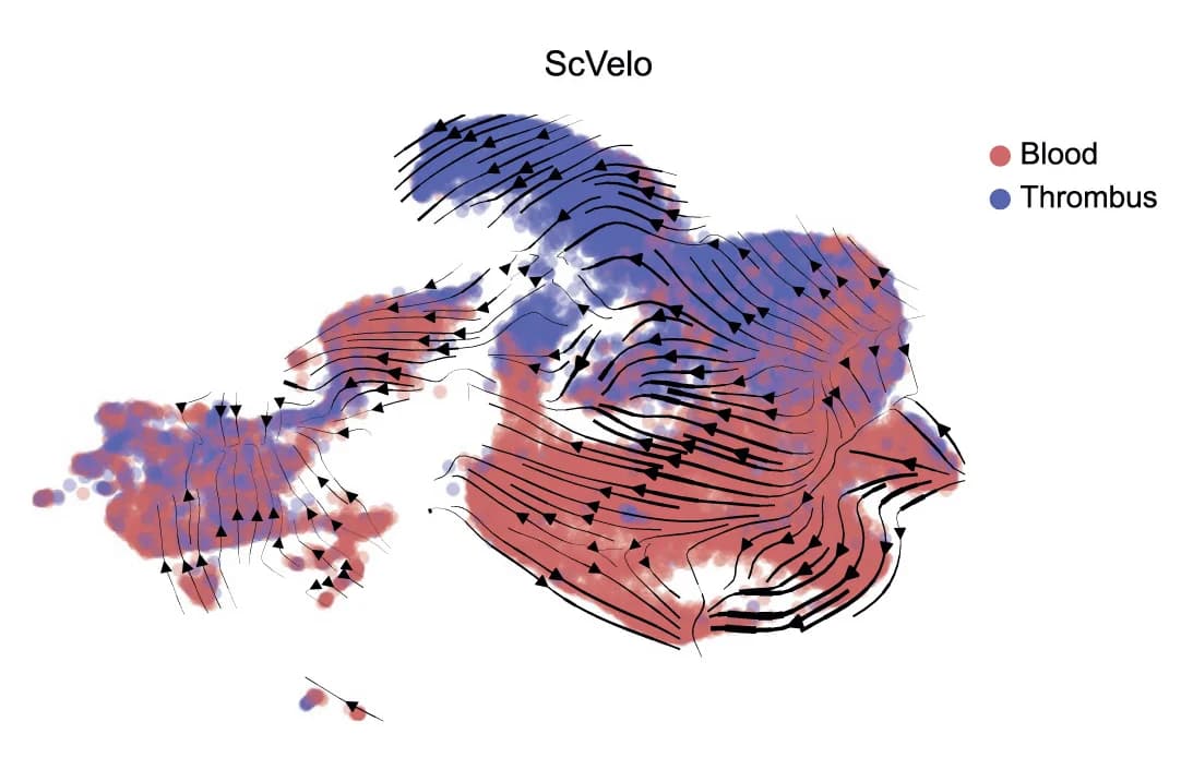 Open access visualization of Scatter Plot, Velocity Analysis, scVelo, Velocity Vector Field, Streamlines