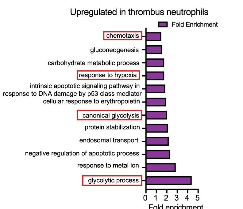 Open access visualization of Bar Plot, Goterm BP Direct Analysis, Genes, tNeutros, Blood Neutrophils