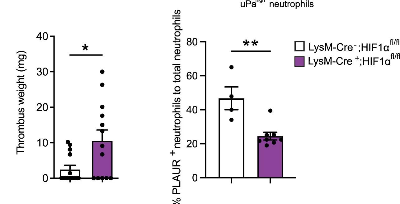 Open access visualization of Bar Plot, Error Bars, Scatter Plot, Thrombus Weight, Lyz2-cre;HIF1alphafl/fl Chimera Mice