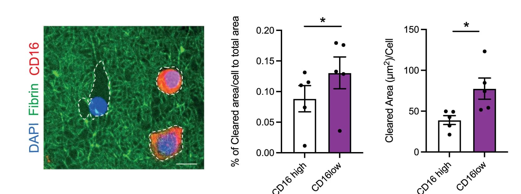 Open access visualization of Bar Plot, Error Bars, In Vitro Analysis, Fibrin Clearance, CD16high Neutrophils