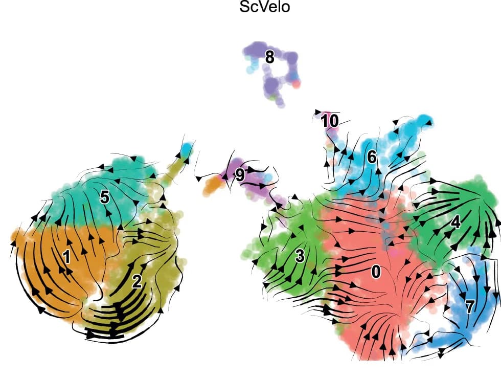 Open access visualization of Scatter Plot, UMAP, Velocity Analysis, scVelo, Velocity Vector Field