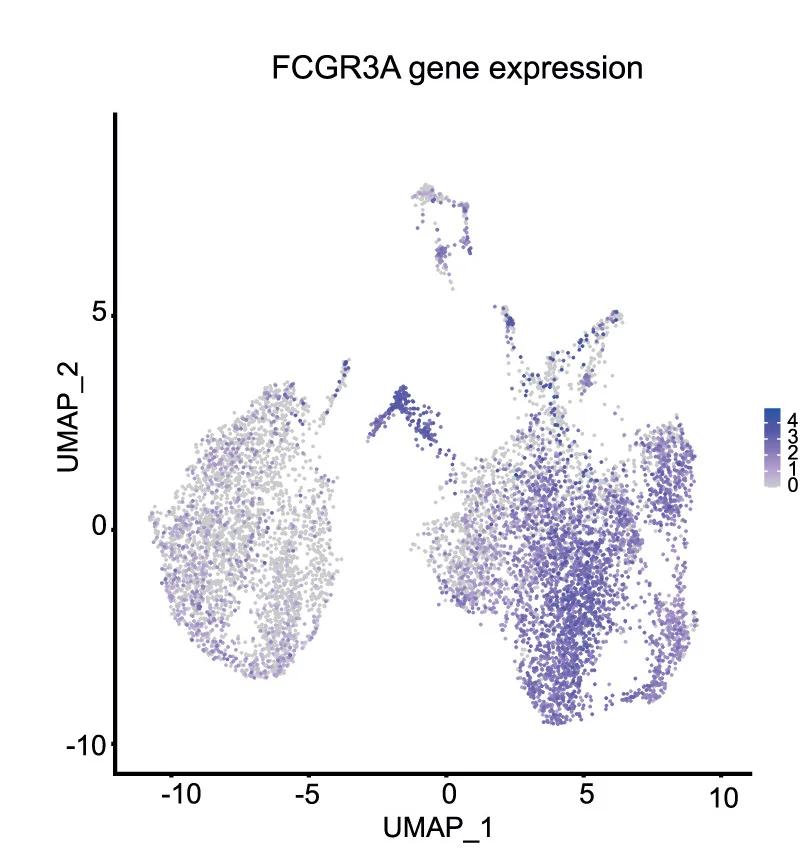 Open access visualization of UMAP, Scatter Plot, FeaturePlots, FCGR3A (CD16), Blood
