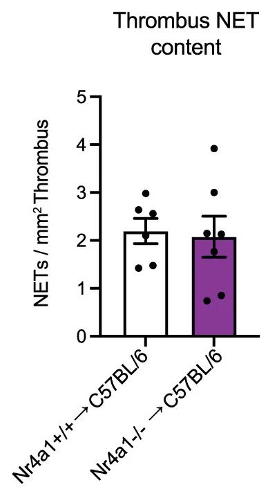 Open access visualization of Bar Plot, Error Bars, Scatter Plot, Thrombus NET Content, Epifluorescence Image