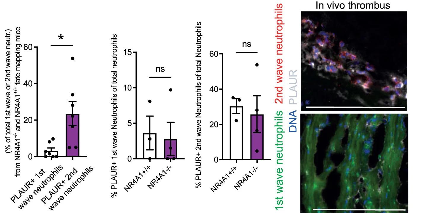 Open access visualization of Bar Plot, Error Bars, Microscopy, Photo, Thrombus Weight Analysis