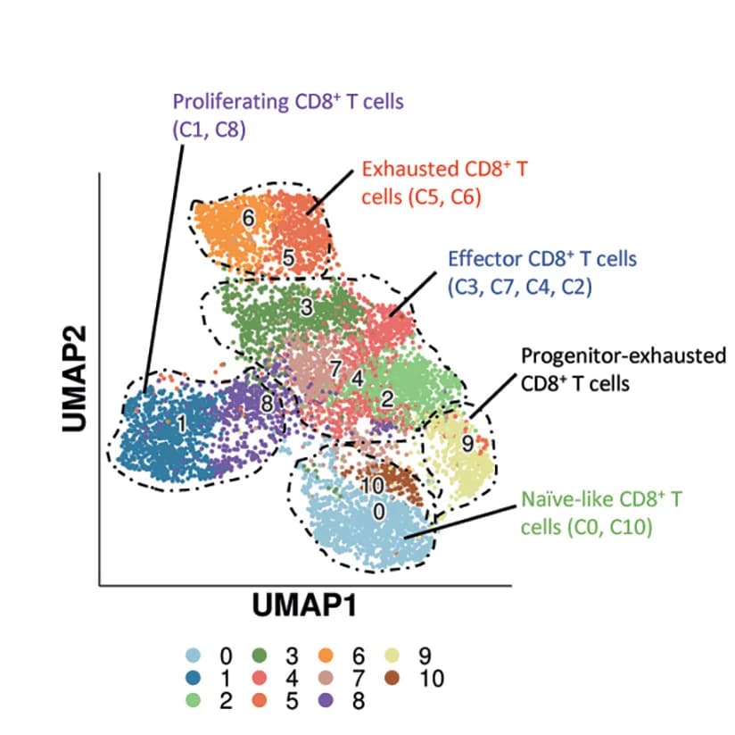Open access visualization of UMAP, Scatter Plot, UMAP Plot, Tumor-infiltrating CD8+T Cells, Proliferating