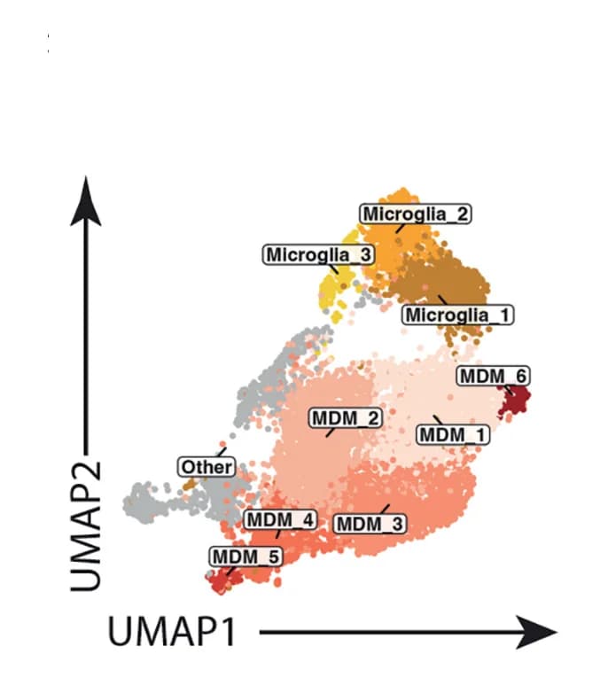 Open access visualization of Scatter Plot, UMAP, UMAP Plot, Microglia, MDM