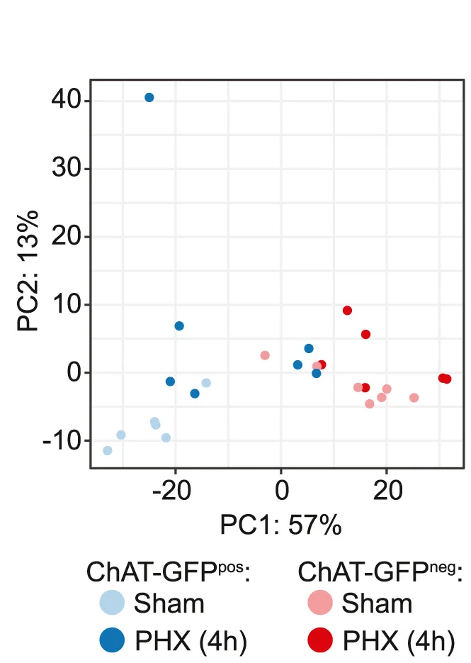 Open access visualization of Scatter Plot, PCA, Principal Component Analysis, RNA Sequencing, Reporter Mice