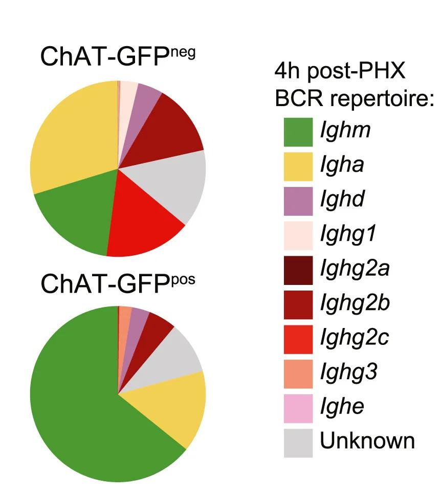 Open access visualization of Pie Chart, Pie Charts, B Cell Receptor, Heavy Chain Repertoire, ChAT Positive B Cells