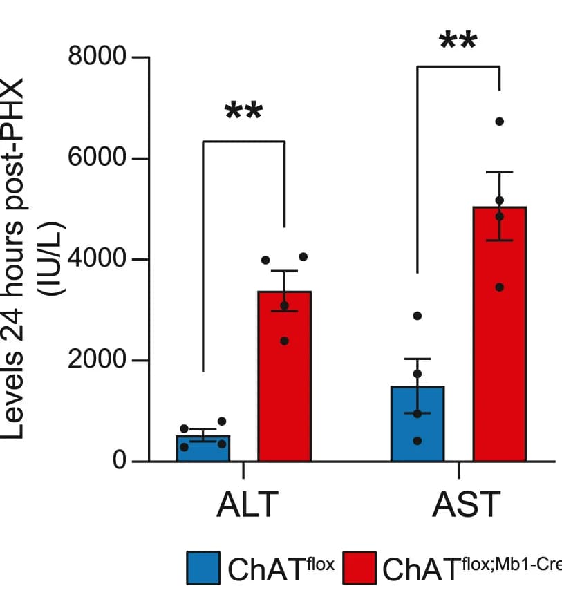 Open access visualization of Bar Plot, Error Bars, Clustered, ALT Enzyme, AST Enzyme