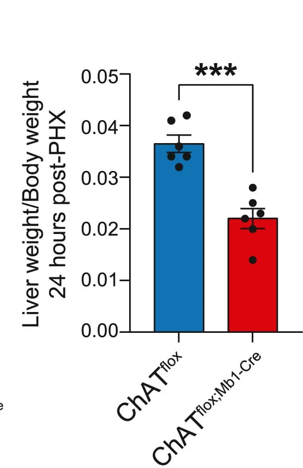Open access visualization of Bar Plot, Error Bars, Liver Weight, Body Weight, ChATflox Mice