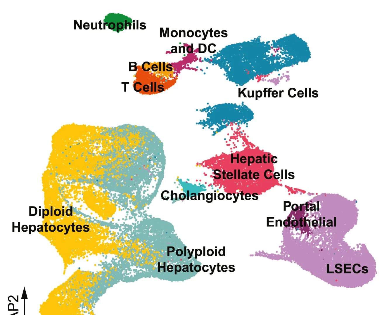 Open access visualization of UMAP, Single Cells, Liver, ChATflox Mice, ChATflox;Mb1-Cre Mice