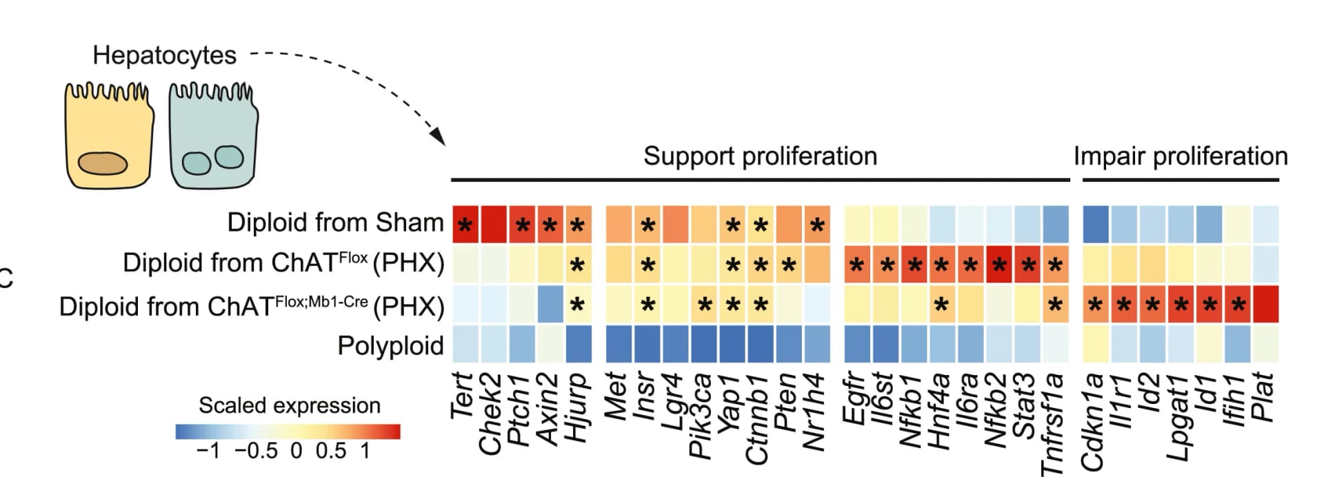Open access visualization of Heatmap, Gene Expression, Hepatocyte Proliferation, Diploid Hepatocytes, Polyploid Hepatocytes