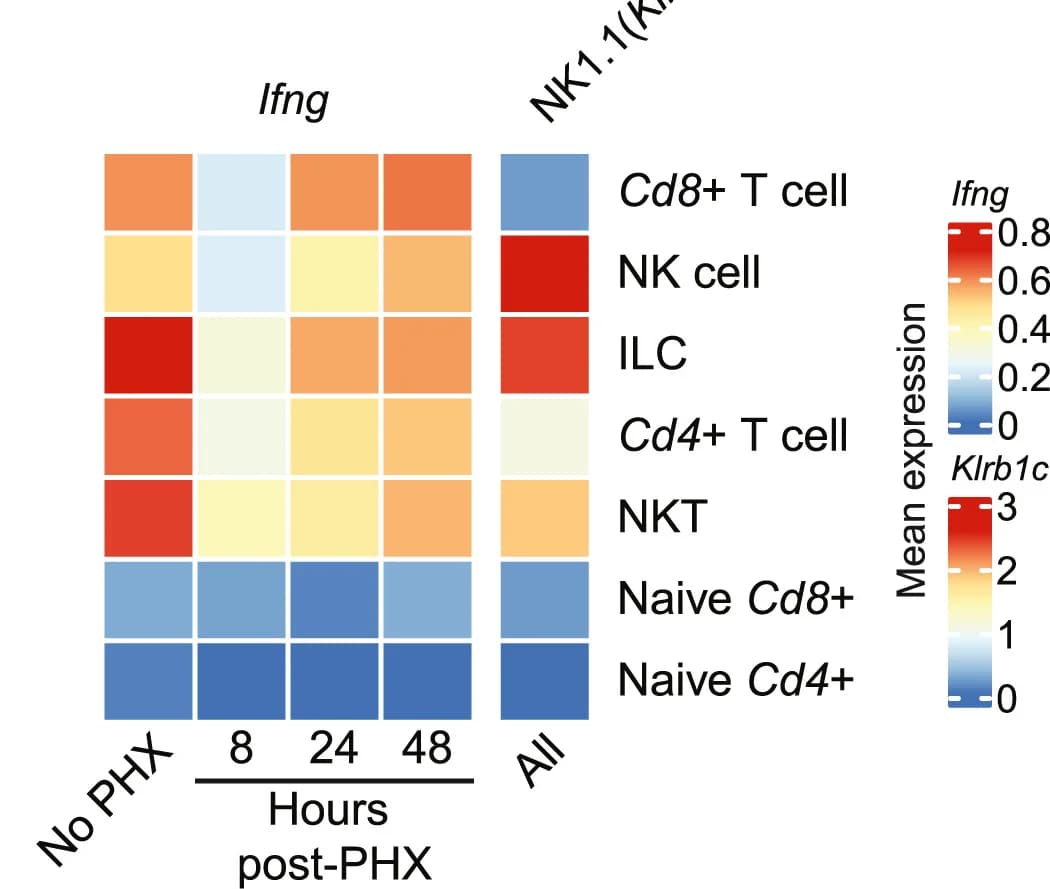 Open access visualization of Heatmap, Ifng Expression, Klrb1c Expression, Immune Cell Subsets