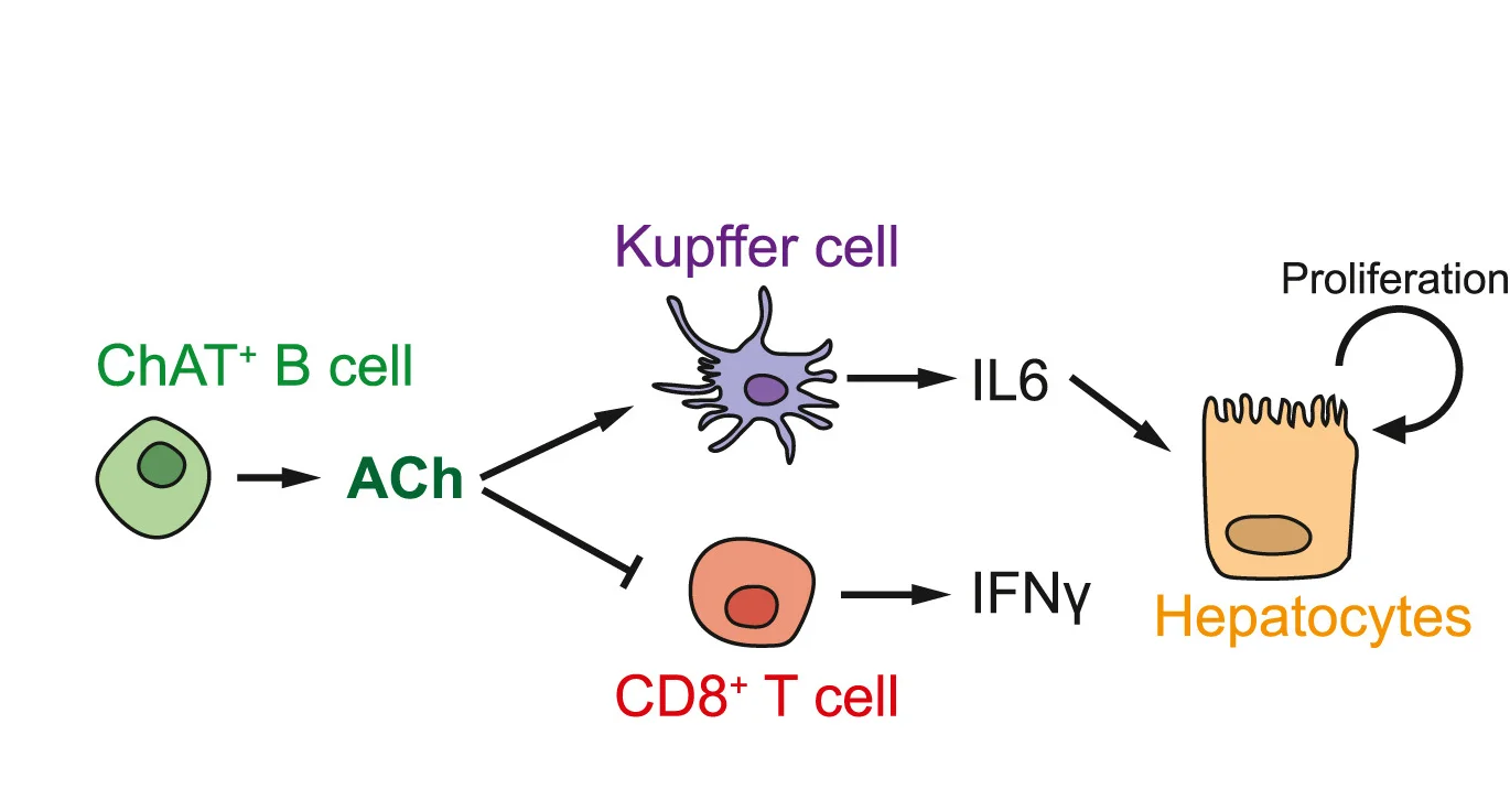 Open access visualization of Workflow, Flowchart, Illustration, Schematic Representation, ChAT+ B Cells