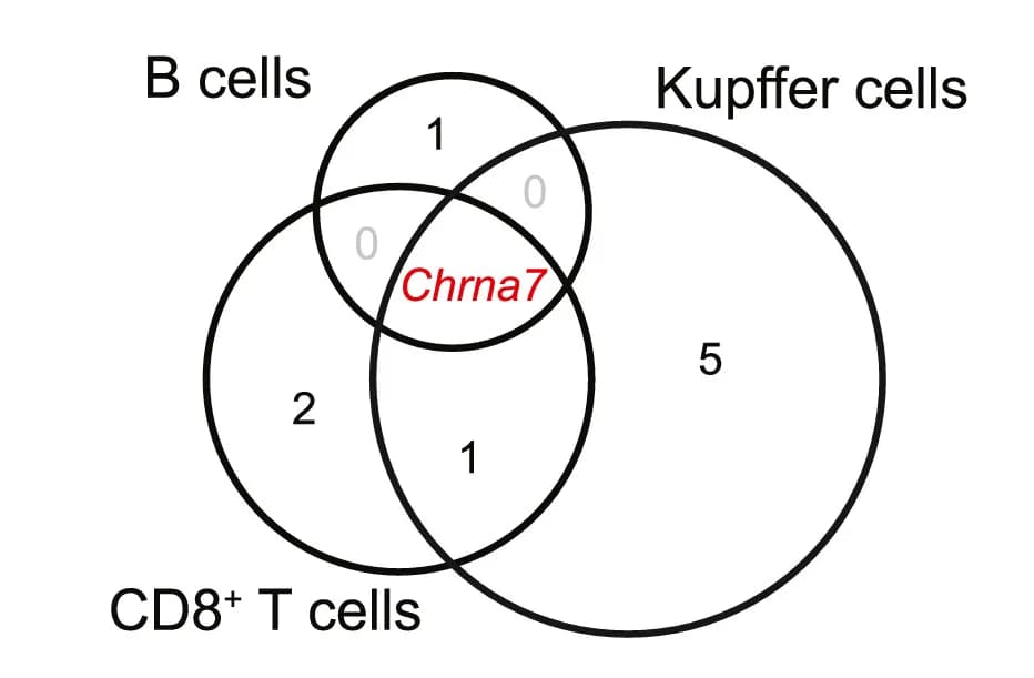 Open access visualization of Venn Diagram, Chrna7 Expression, Post-PHX, AChR Gene, WT B Cells