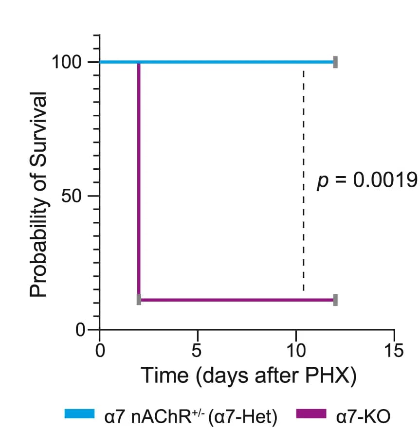 Open access visualization of Survival Curve, Line Step, Kaplan-Meier Survival Curves, α7-KO Mice, α7-Heterozygous Mice