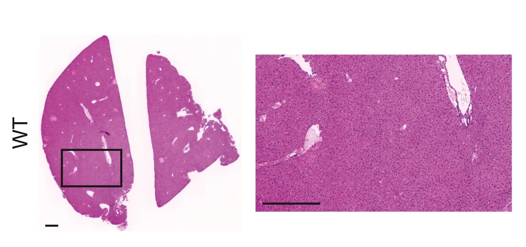 Open access visualization of Microscopy, H&E Staining, Liver Sections, WT Mice, α7-KO Mice