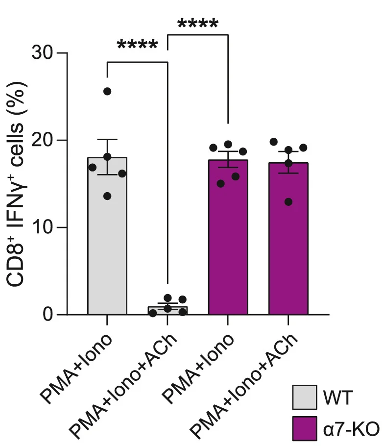 Open access visualization of Bar Plot, Error Bars, Flow Cytometry, IFNg Production, Hepatic CD8+ T Cells