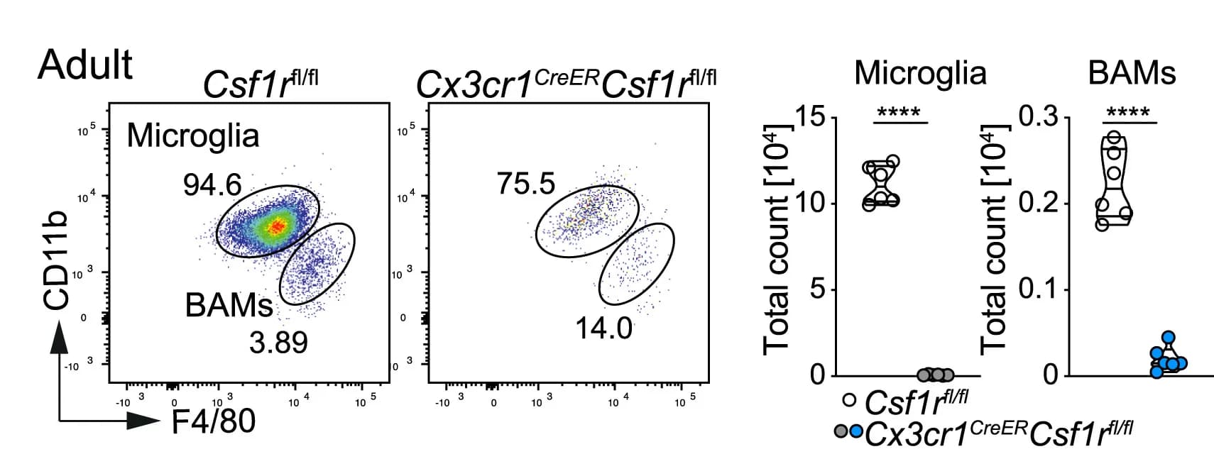 Open access visualization of Scatter Plot, Violin Plot, Box Plot, CNS Macrophages, Dura Mater