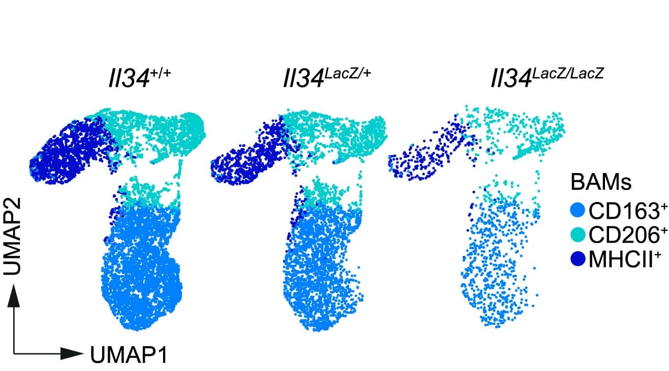 Open access visualization of Scatter Plot, UMAP, Flow Cytometry, Brain, BAMs
