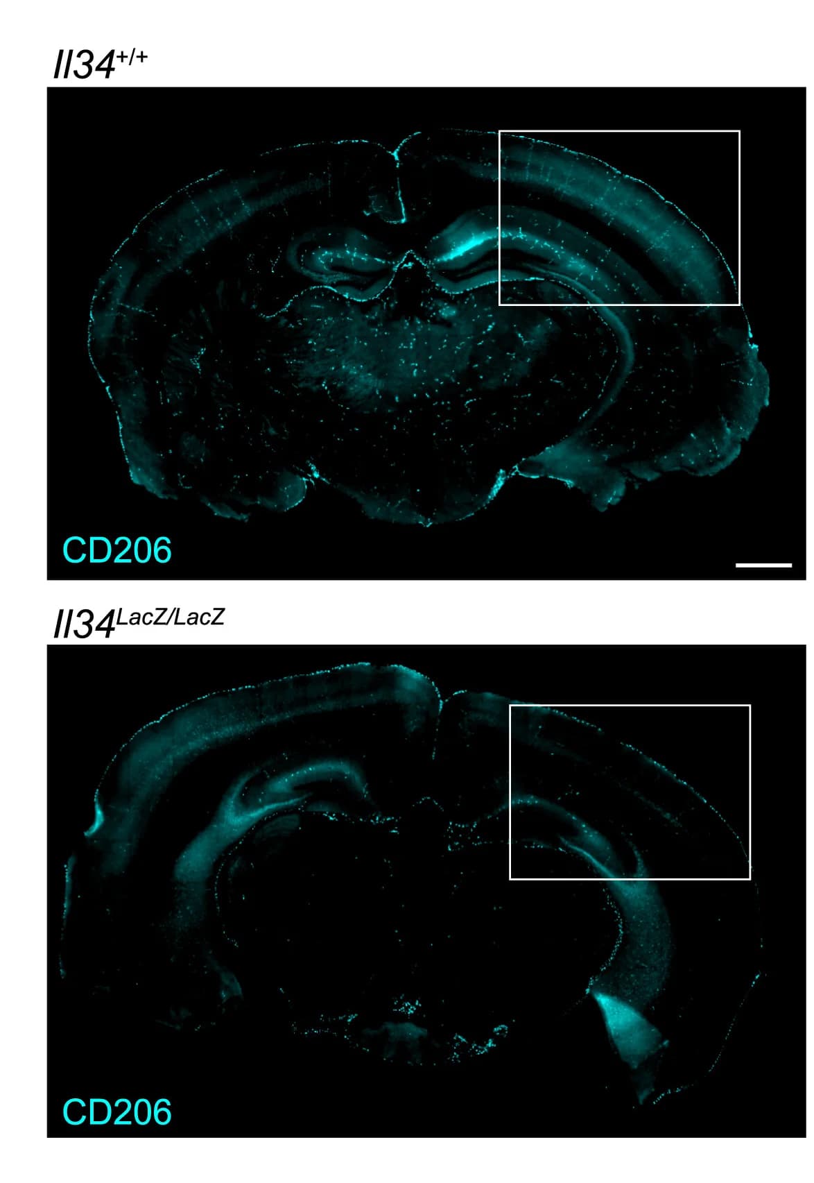 Open access visualization of Microscopy, Coronal Brain Sections, Staining, Immunofluorescence