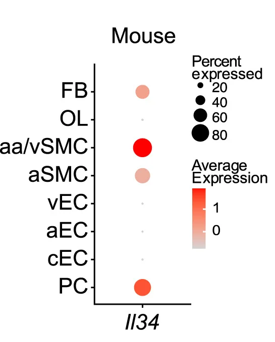 Open access visualization of Bubble Plot, Il34-Expressing Cells, Murine CNS, Vascular-Associated Cell Types, scRNA-Seq Data