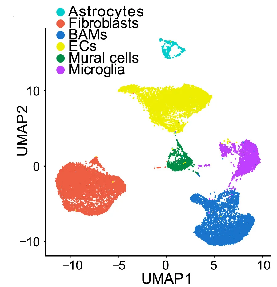 Open access visualization of Scatter Plot, UMAP, Cell Populations, scRNA-seq, Mural Cells