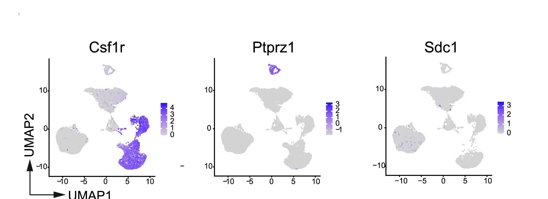 Open access visualization of UMAP, Csf1r, Ptprz1, Sdc1, Cell Populations
