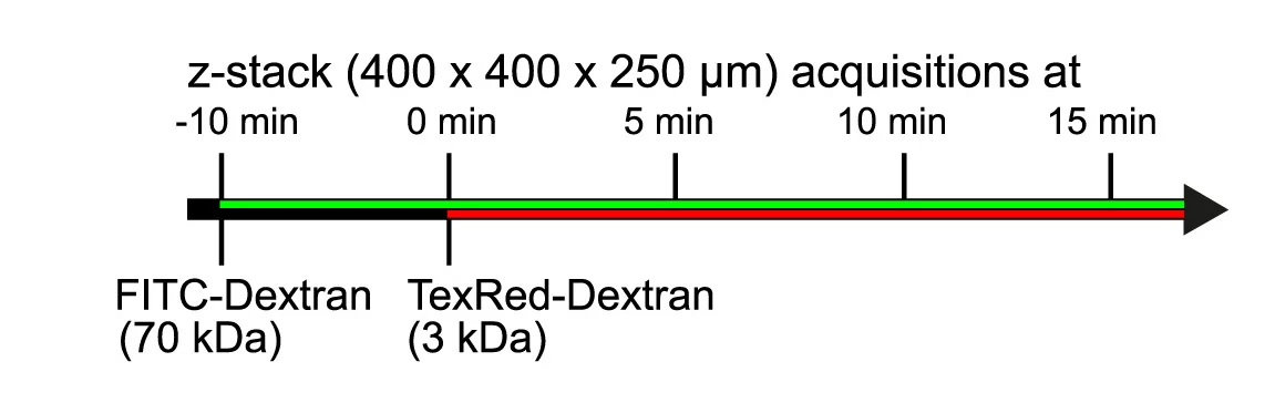 Open access visualization of Workflow, Illustration, Vascular Leakage, TexRed-dextran, Il34LacZ Mice