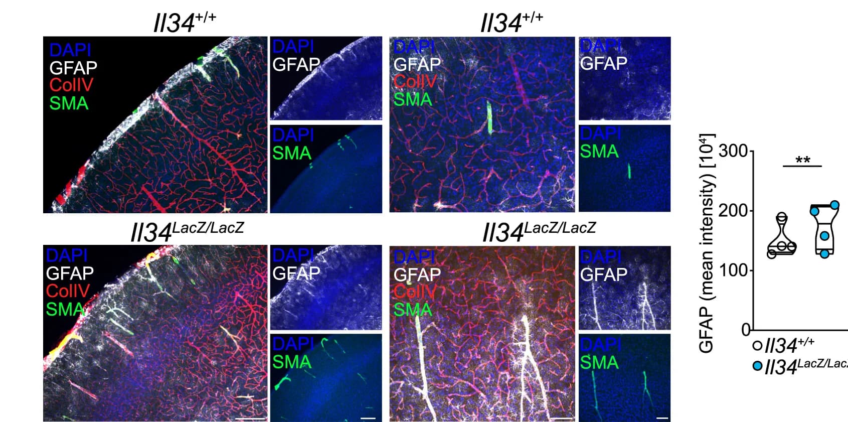 Open access visualization of Microscopy, Violin Plot, Immunofluorescence Staining, Il34 Mice, Brain Sections