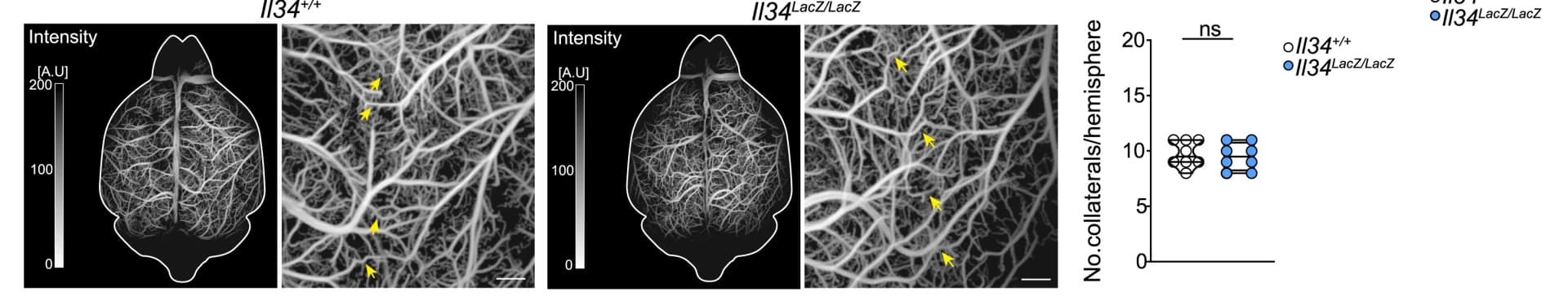Open access visualization of Scatter Plot, Microscopy, Pia-FLOW Intensity Images, Leptomeningeal Vascular Architecture, Mouse Model
