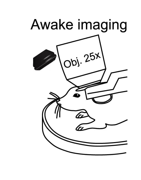 Open access visualization of Illustration, Awake Head-Fixed Mouse Imaging, Mouse Model