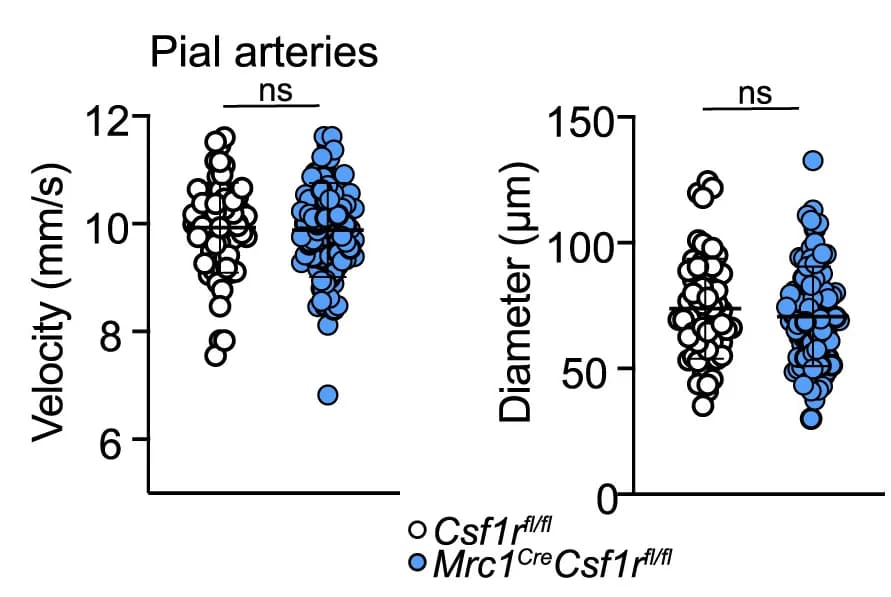 Open access visualization of Scatter Plot, Blood Flow Velocity, Vessel Diameter, Penetrating Arterioles, Pial Arteries