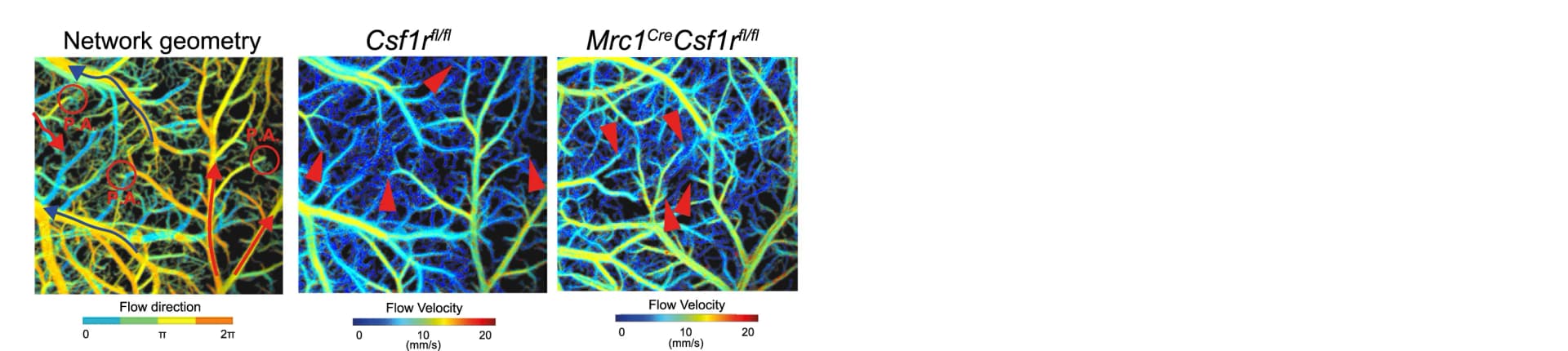Open access visualization of Network, Pia-FLOW, Vascular Network, Penetrating Arterioles, Flow Direction