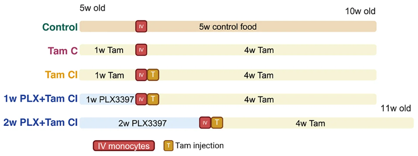Open access visualization of Workflow, Mo-Microglia, Transplantation, Experiment Layout, Adults
