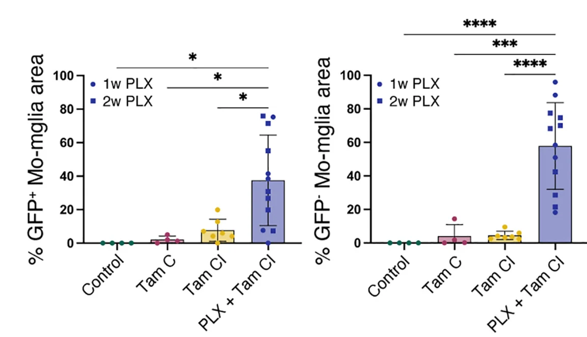 Open access visualization of Bar Plot, Error Bars, Scatter Plot, Brain Sections, GFP+ Transplanted Mo-Mglia